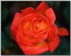 Roses105-sooar_org.jpg