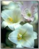 Roses106-sooar_org.jpg