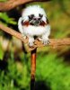 cotton%20topped%20tamarin7.jpg