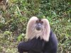 181404-Macaca-monkey-1.jpg