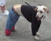 cool-dog-outfit.jpg