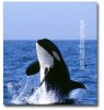 breach_young_whale.jpg