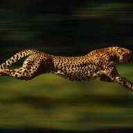 عنيد