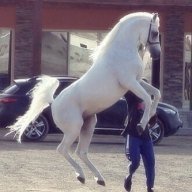 q8q8i