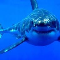 sharks