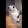 قطامي